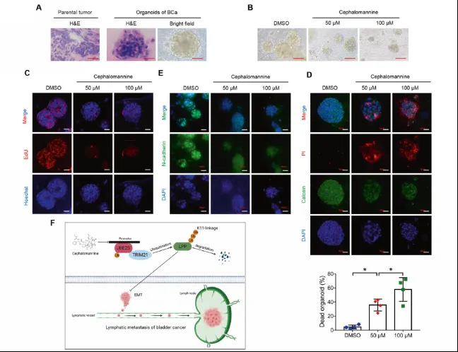 1737711141548394.png image.png